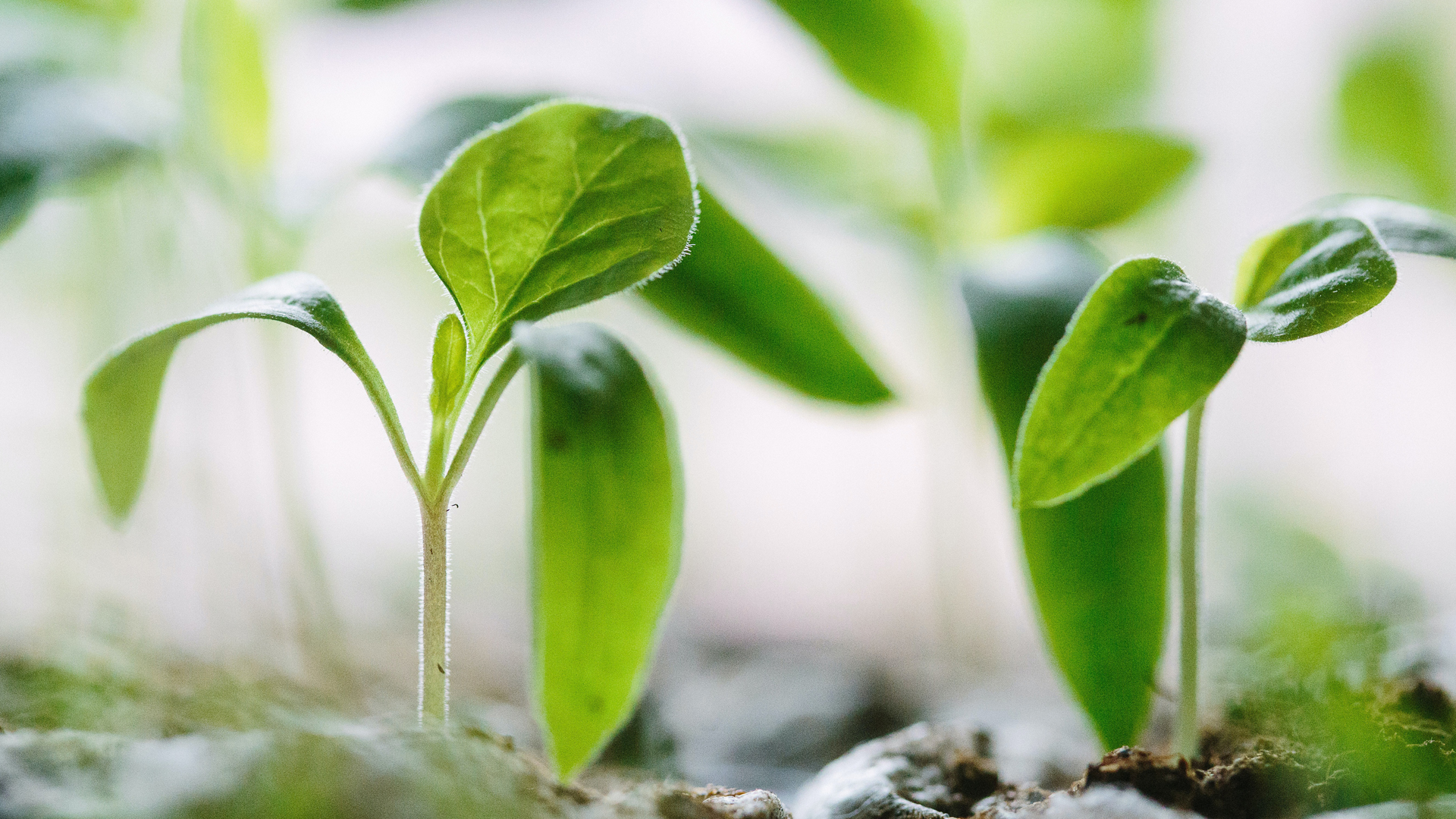 Seedlings