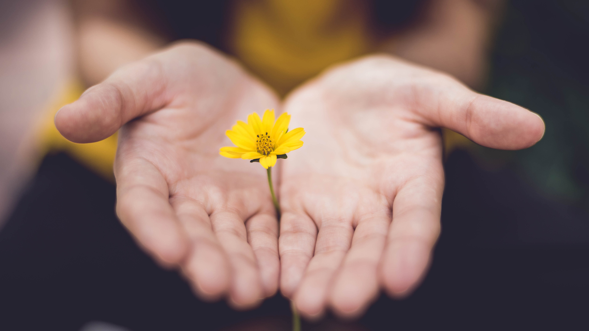 Close up of a flower protected by hands