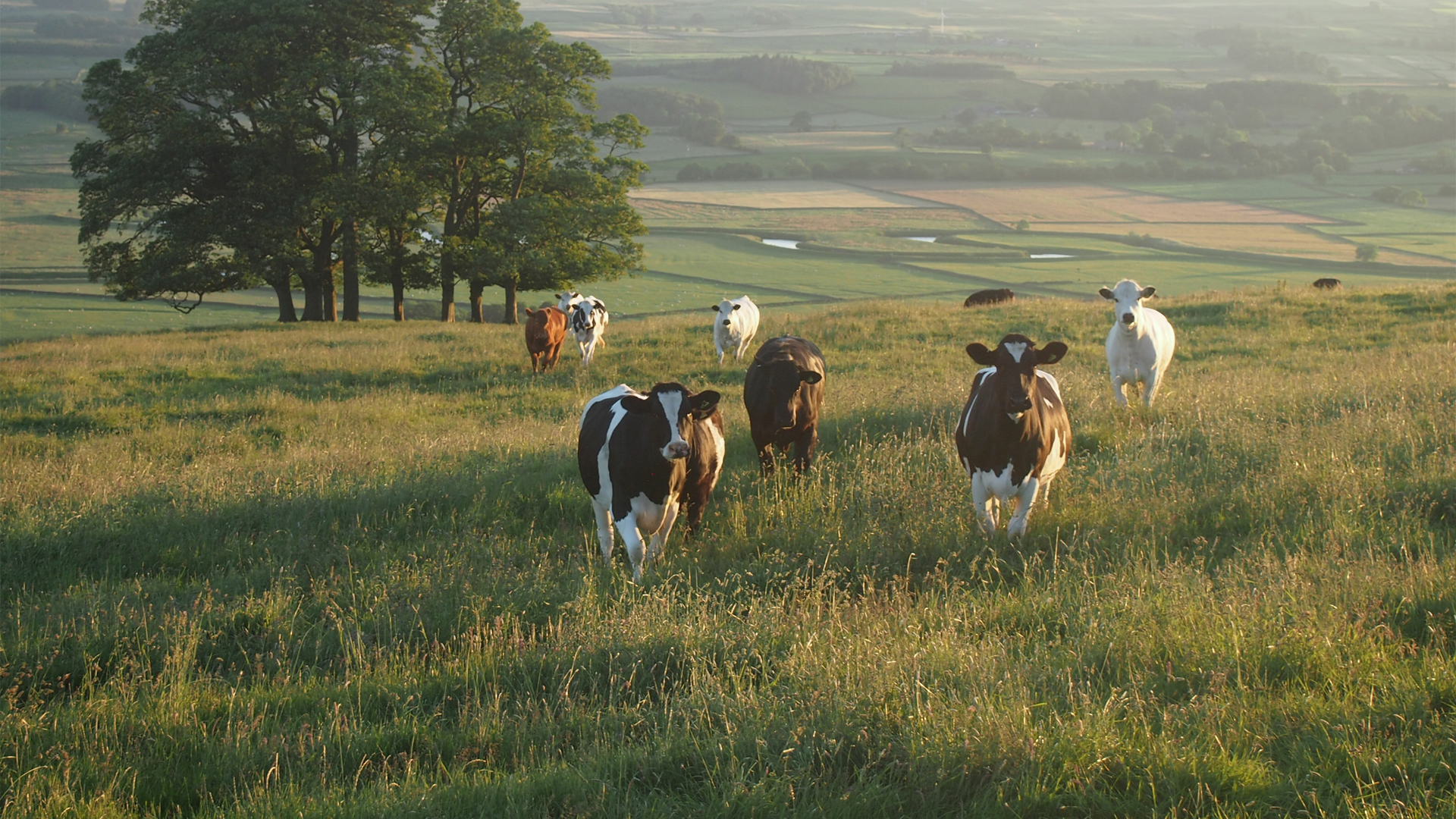 Cows in a field