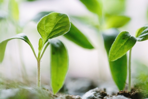 Seedlings